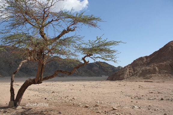 Schirmakazie (Vachellia tortilis)